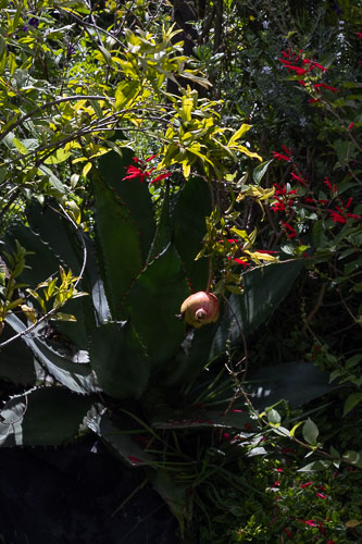 Dealer_Malinalco