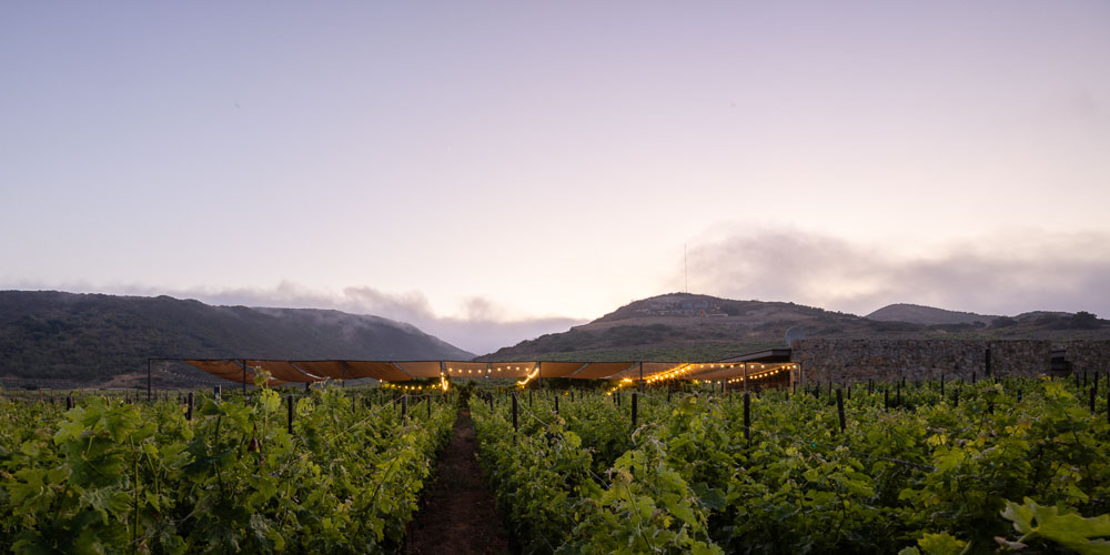 TallerArquitectura_Vinicola